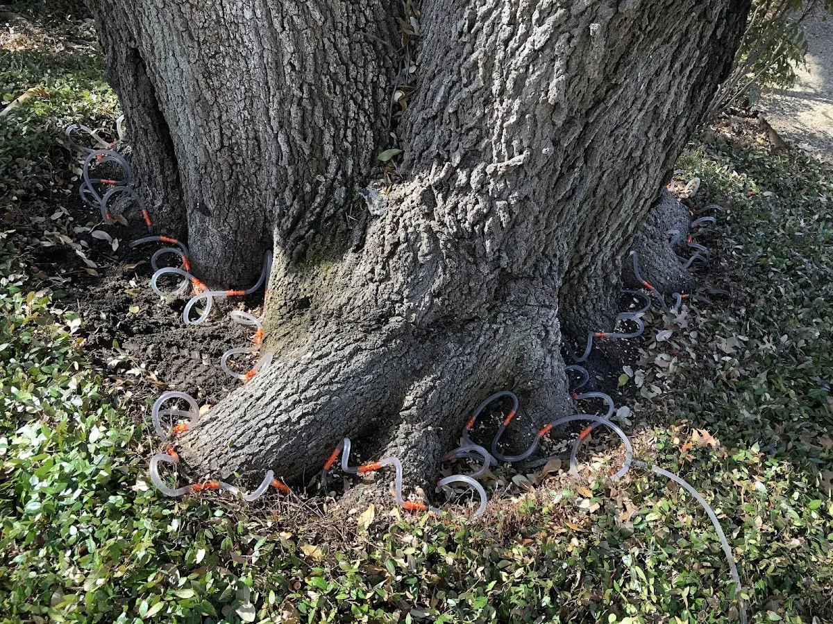 Detailed Tree Cabling and Bracing job site in Fort Myers Beach