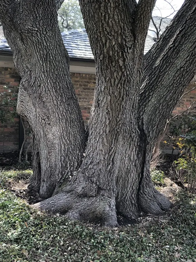 Mature heritage tree close to a Fort Myers Beach property cared for by certified arborists